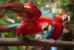 Parque de Aves